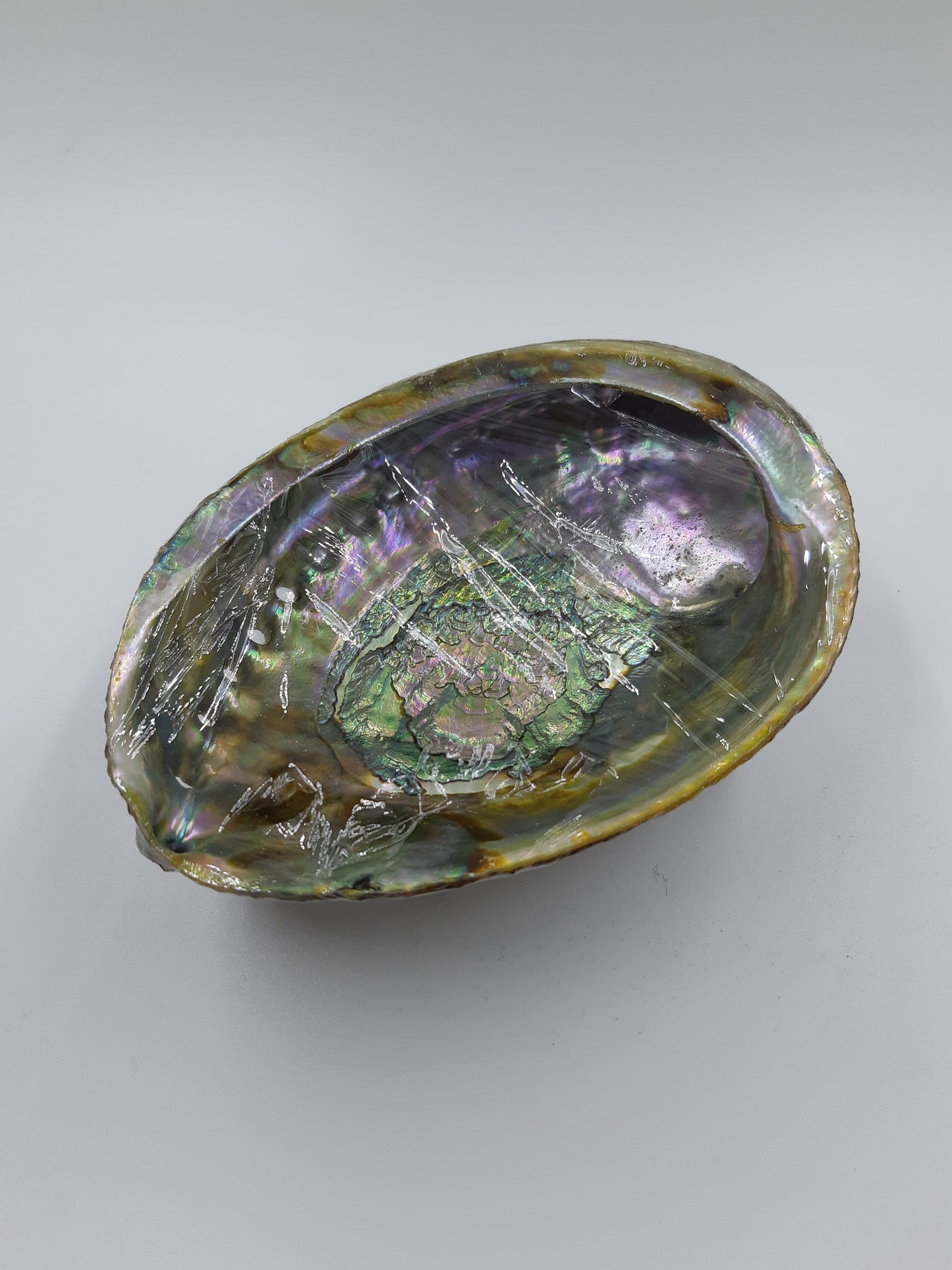 Abalone Shell