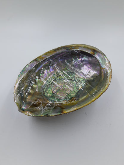 Abalone Shell