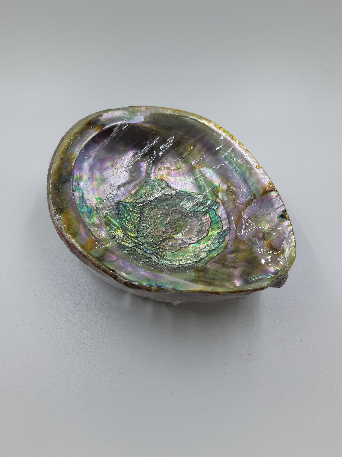 Abalone Shell