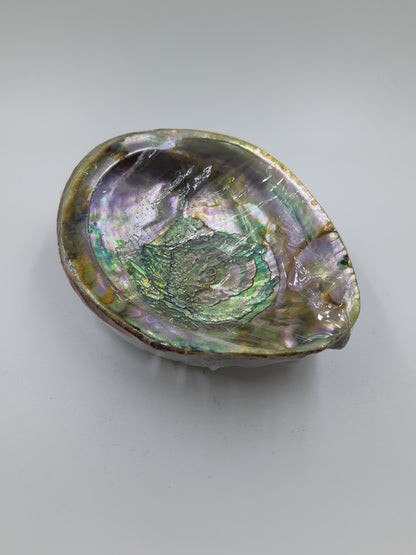 Abalone Shell