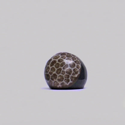Resin & Shell Rings
